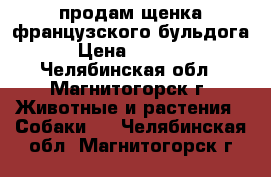 продам щенка французского бульдога › Цена ­ 8 000 - Челябинская обл., Магнитогорск г. Животные и растения » Собаки   . Челябинская обл.,Магнитогорск г.